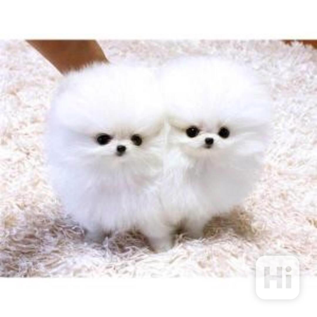 Štěňata krémového pomeraniana - foto 1