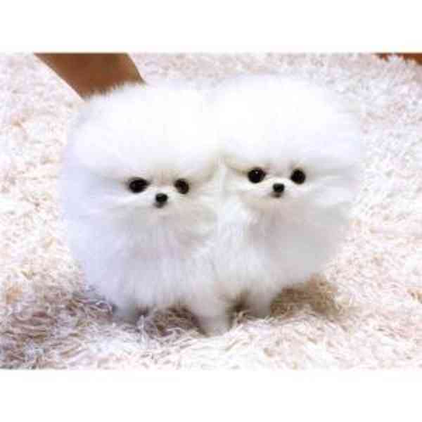 Štěňata krémového pomeraniana - foto 1