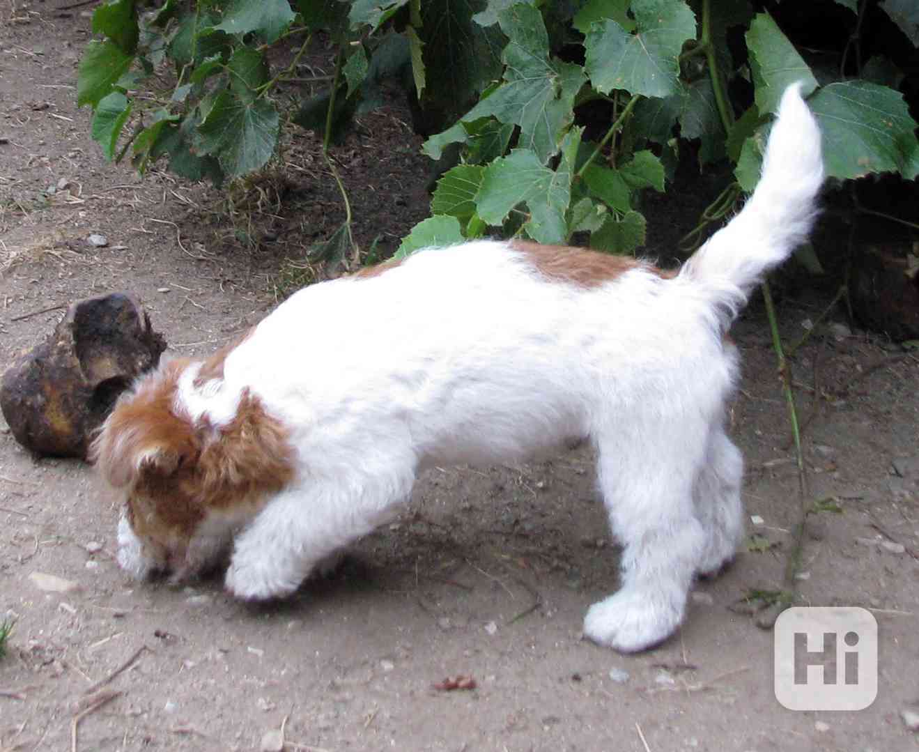 Jack Russell teriér – přitloustlí roztomilouši s PP k odběru - foto 1