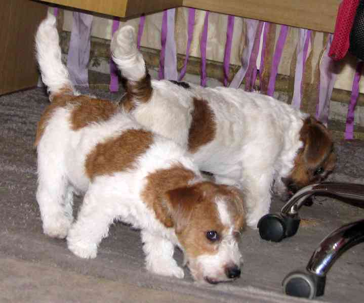 Jack Russell teriér – přitloustlí roztomilouši s PP k odběru - foto 11