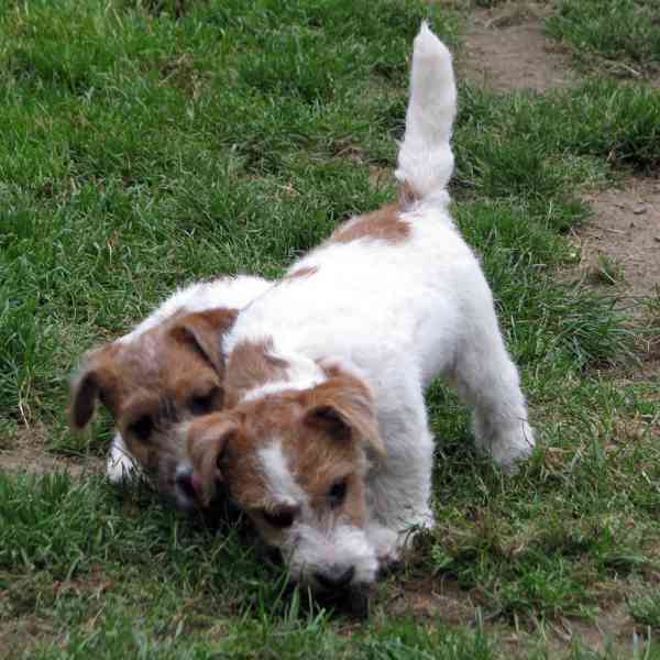 Jack Russell teriér – přitloustlí roztomilouši s PP k odběru - foto 7