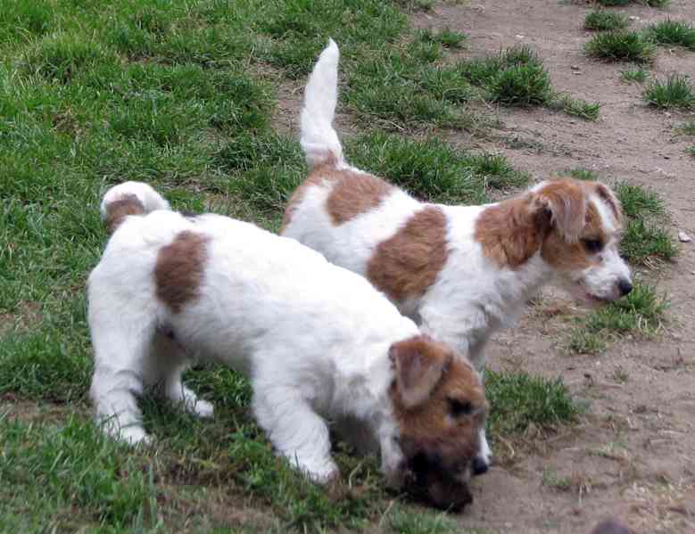 Jack Russell teriér – přitloustlí roztomilouši s PP k odběru - foto 6