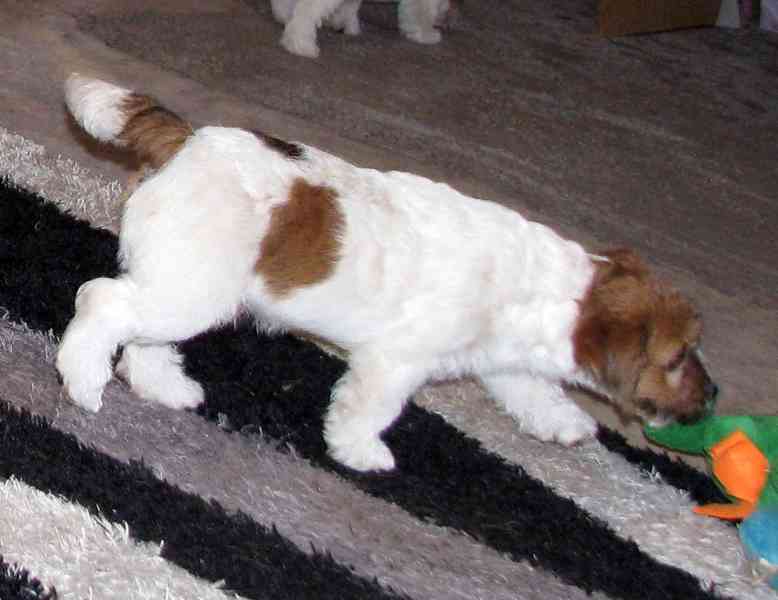 Jack Russell teriér – přitloustlí roztomilouši s PP k odběru - foto 9
