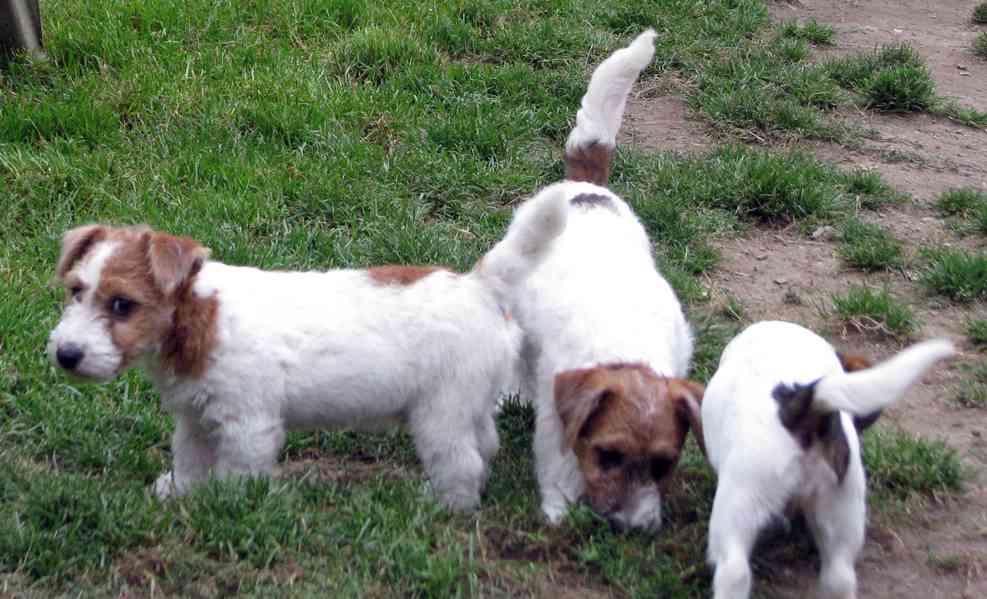 Jack Russell teriér – přitloustlí roztomilouši s PP k odběru - foto 5