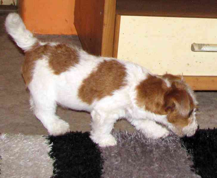 Jack Russell teriér – přitloustlí roztomilouši s PP k odběru - foto 10