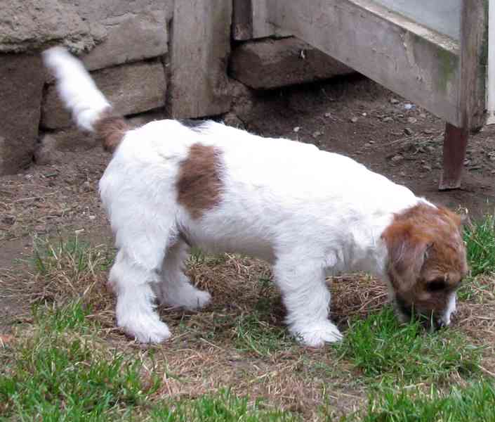 Jack Russell teriér – přitloustlí roztomilouši s PP k odběru - foto 2