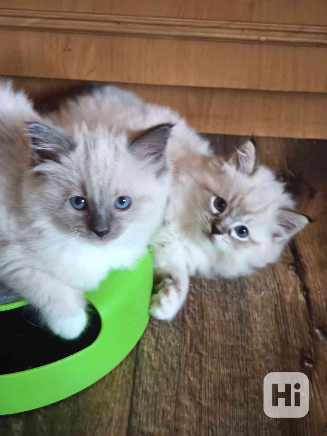Ragdoll bez PP - foto 1