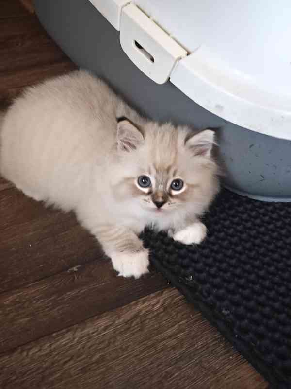 Ragdoll bez PP - foto 2