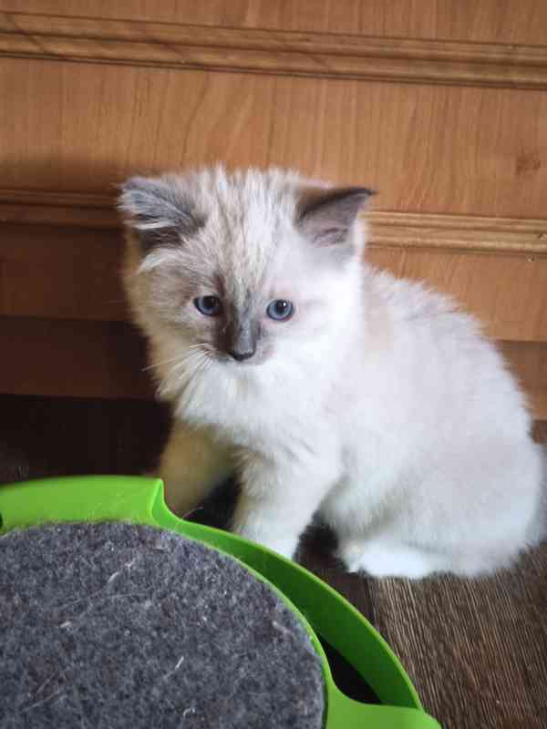 Ragdoll bez PP - foto 3
