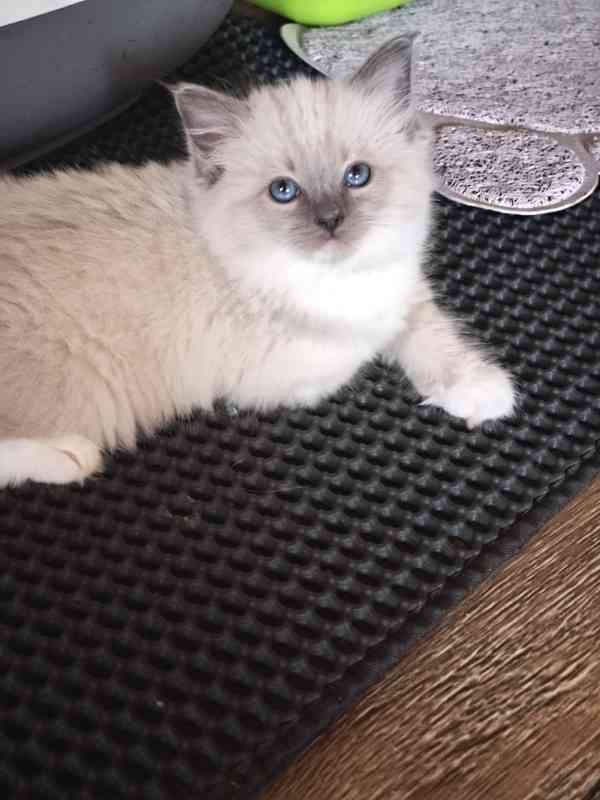 Ragdoll bez PP - foto 5