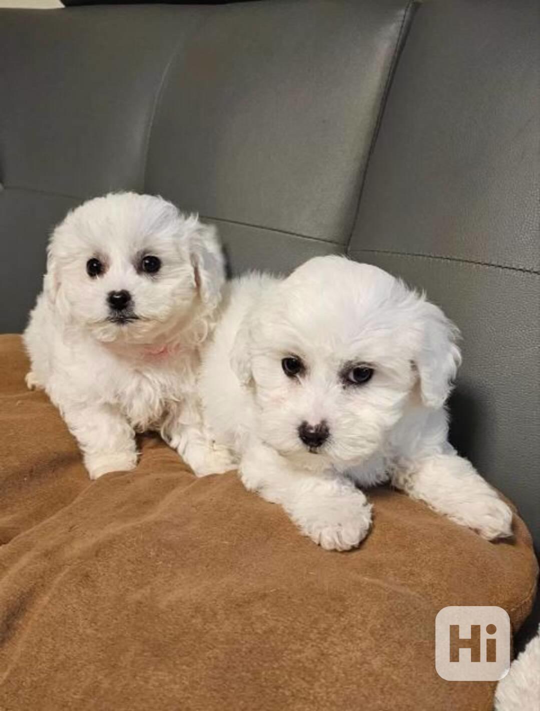 Reinrassige Maltesel Welpen suchen ein liebevolles Zuhause . - foto 1