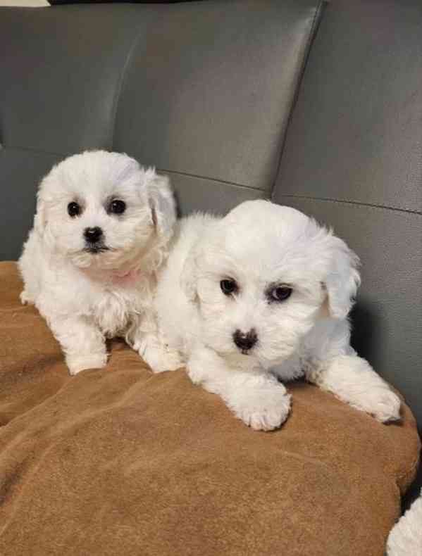 Reinrassige Maltesel Welpen suchen ein liebevolles Zuhause . - foto 1