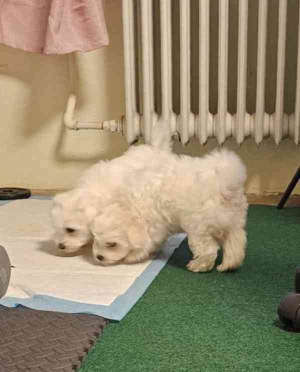 Reinrassige Maltesel Welpen suchen ein liebevolles Zuhause . - foto 2