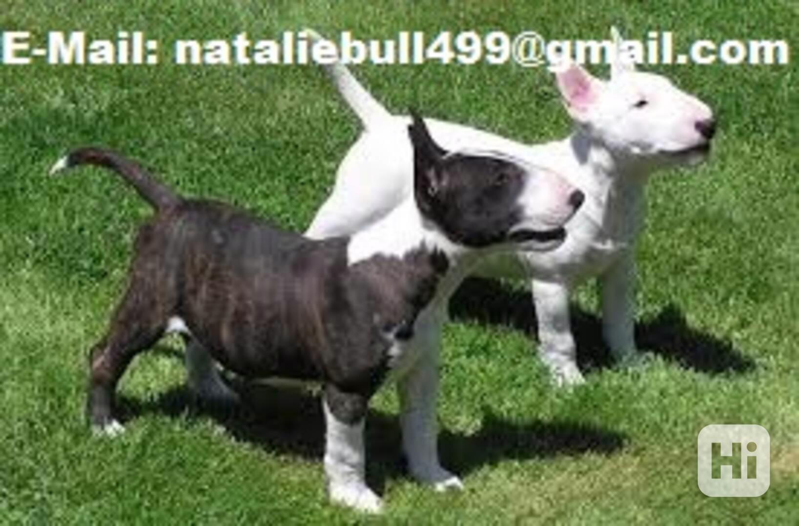 Mini bullteriér - foto 1