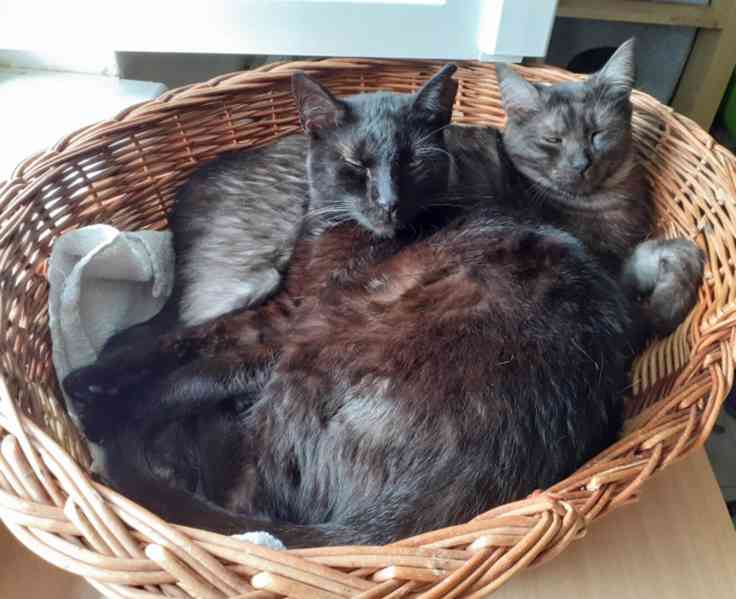 Černý až kouřový, 2roční Sam hledá domov. - foto 14