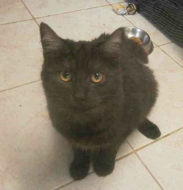 Černý až kouřový, 1roční Sam hledá domov. - foto 3