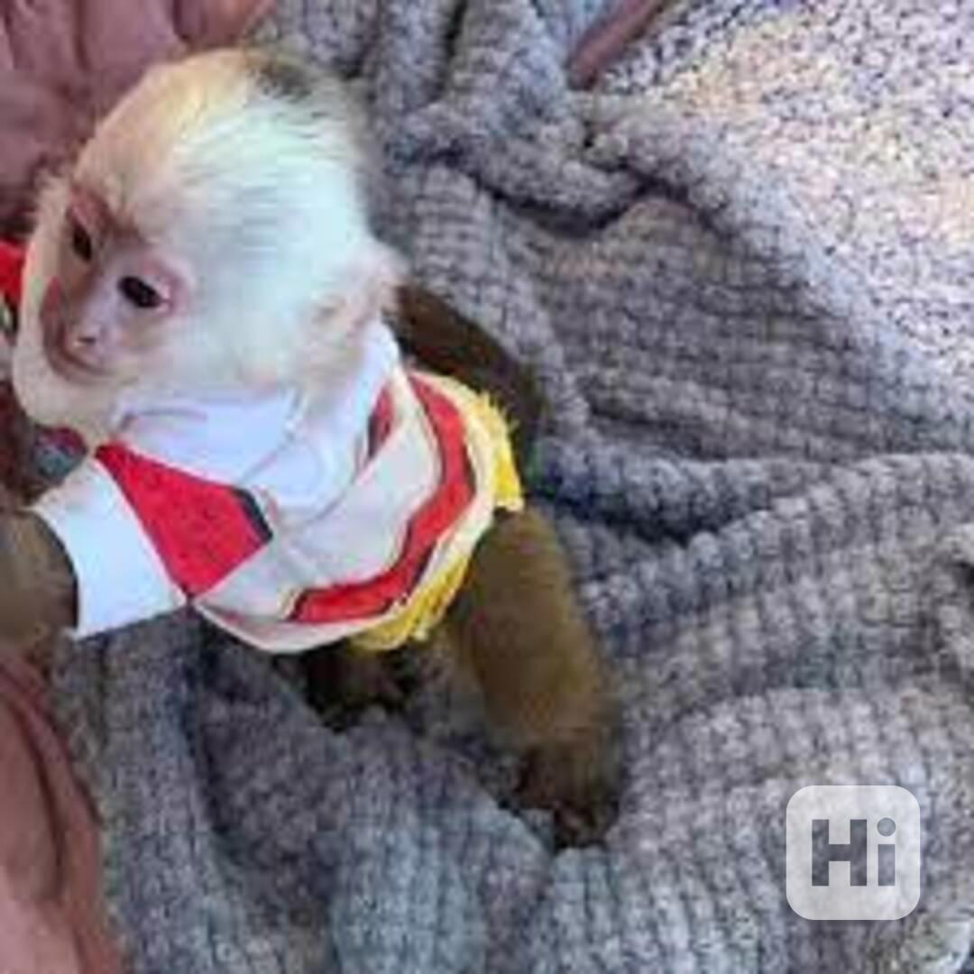 Krásná kapucínská opice k dispozici. - foto 1