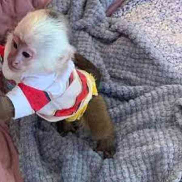 Krásná kapucínská opice k dispozici. - foto 1