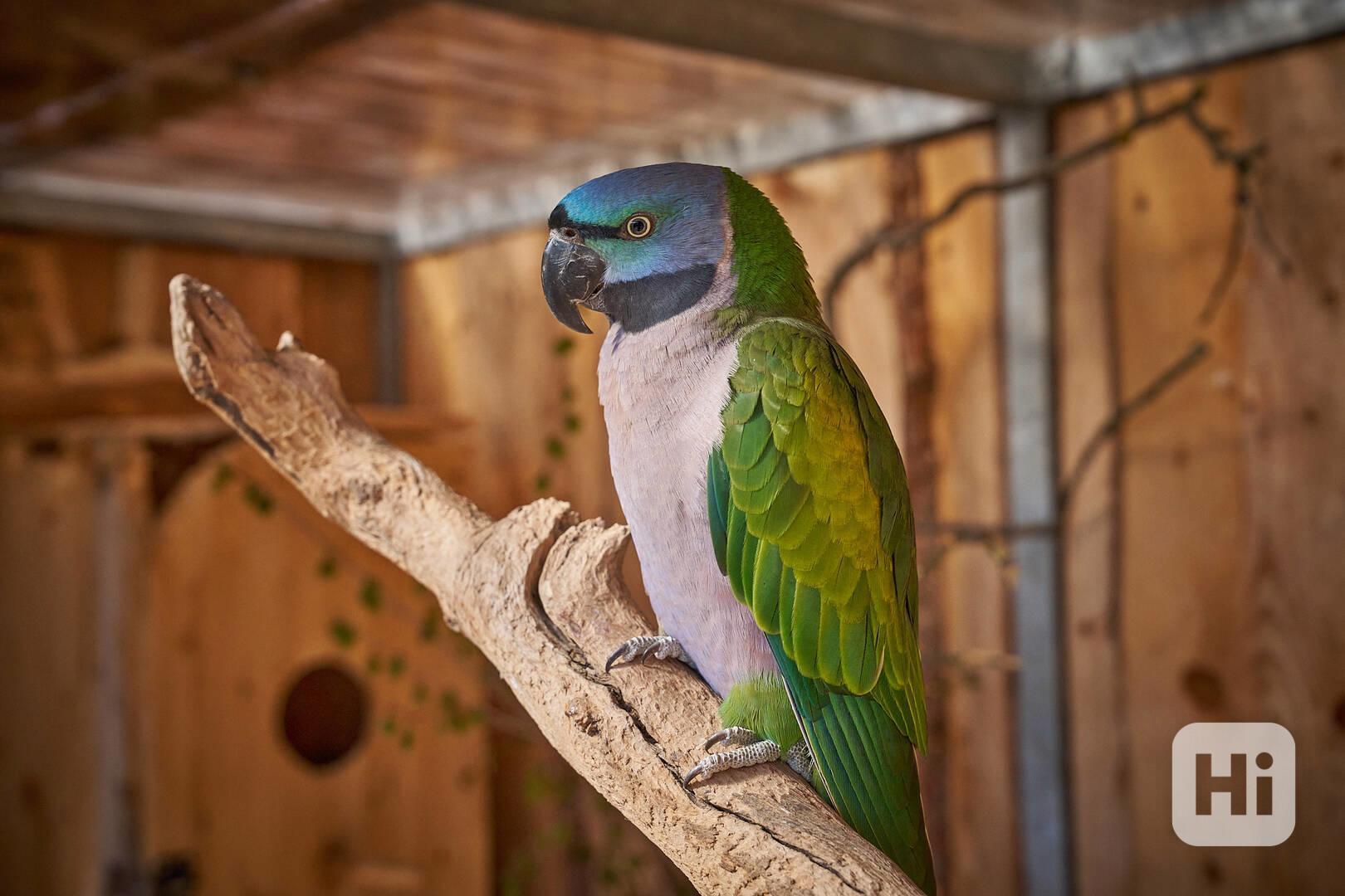 Alexandr čínský - foto 1