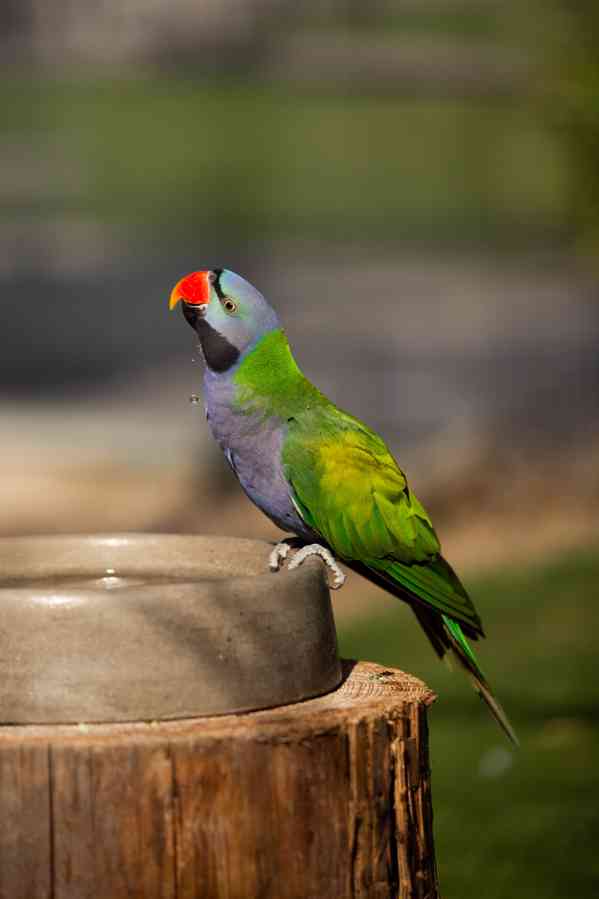 Alexandr čínský - foto 3