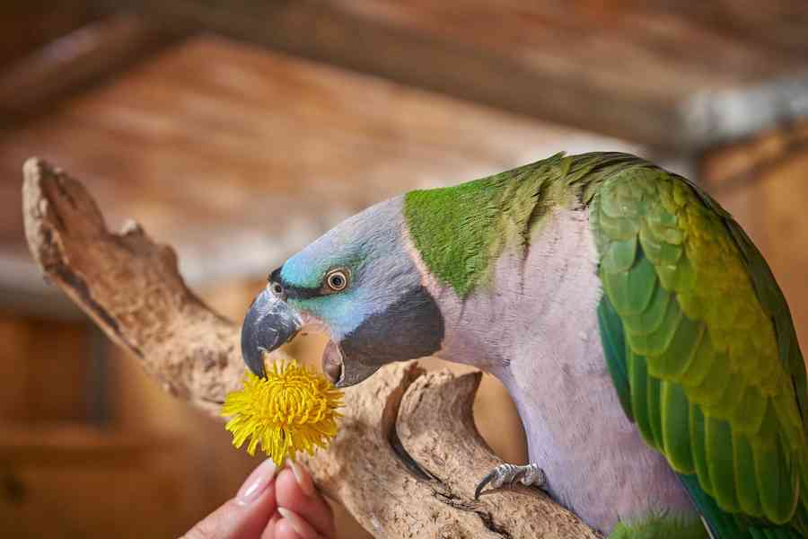 Alexandr čínský - foto 2