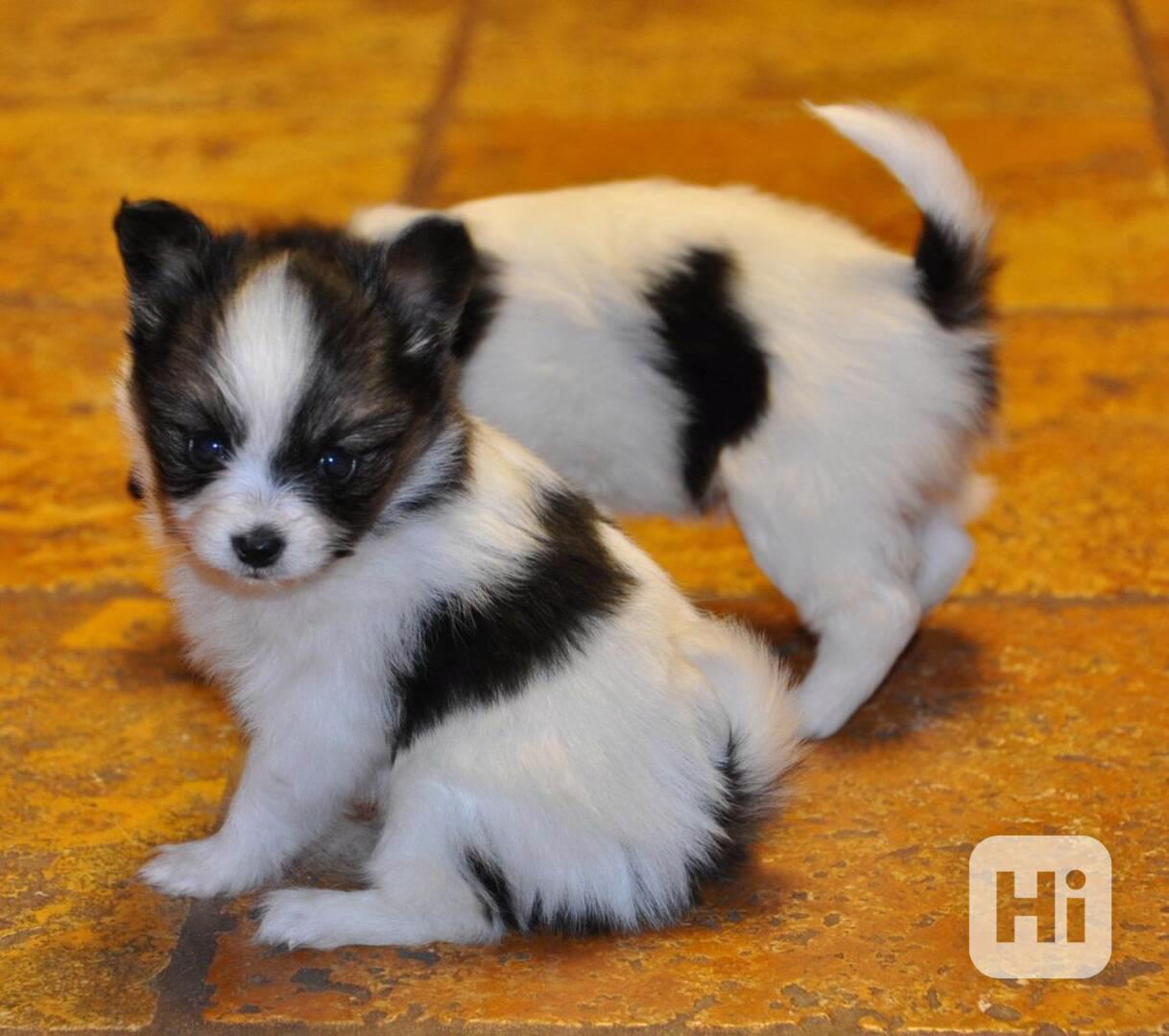 Štěňata papillonů k adopci - foto 1