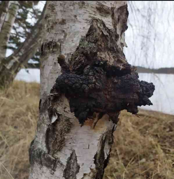 Čaga sibiřská v kapslích  - foto 2