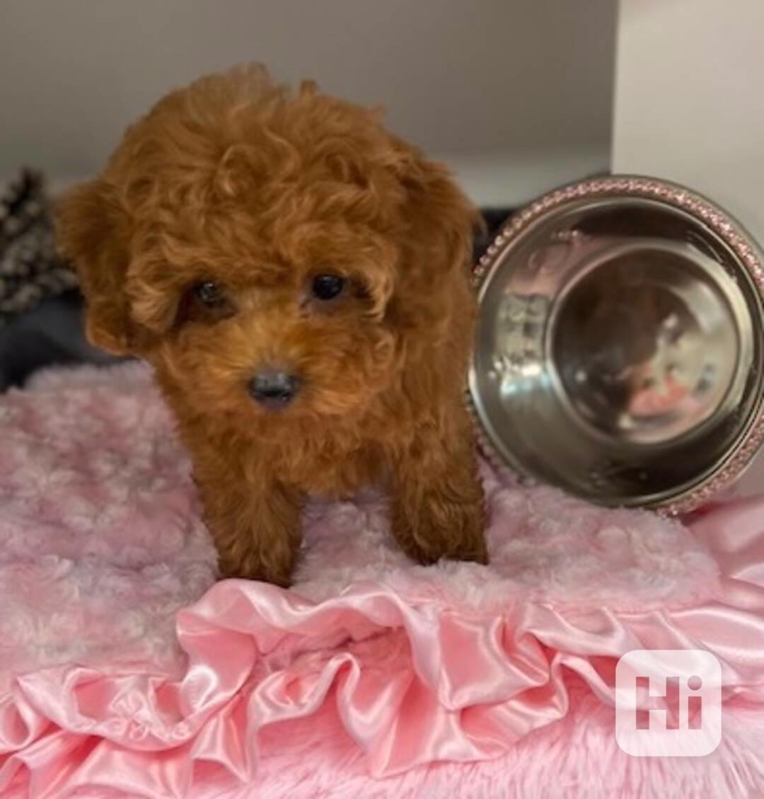 krásná štěňata pudla PP - foto 1