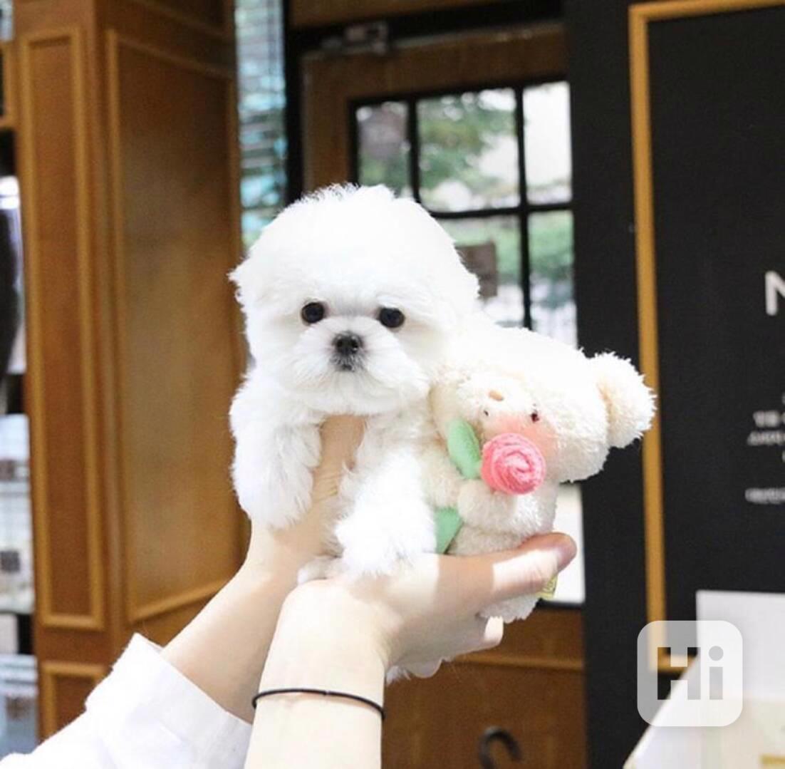 Rozkošná štěňata maltézského ovčáka pro milující rodinu - foto 1