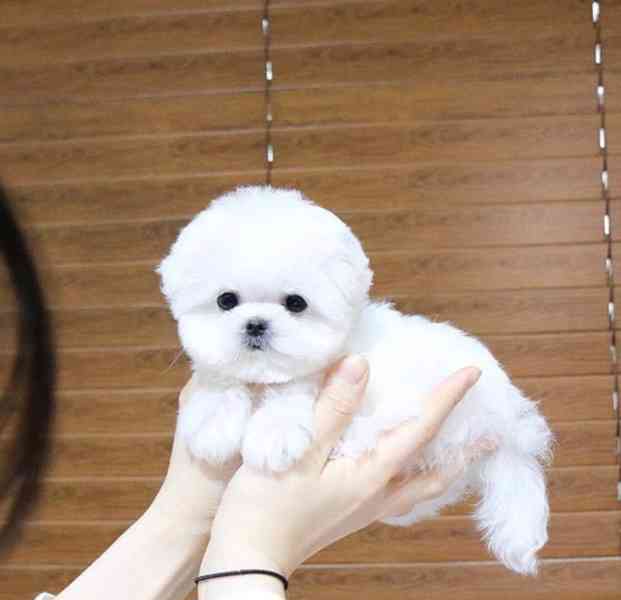 Rozkošná štěňata maltézského ovčáka pro milující rodinu - foto 2