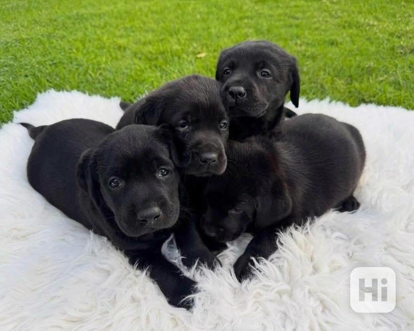 labradorský retrívr na prodej - foto 1