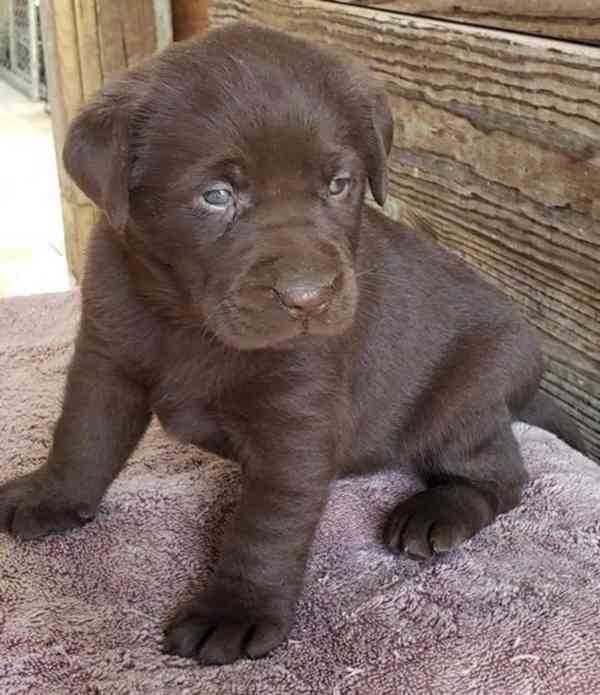 labradorský retrívr na prodej - foto 3