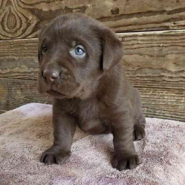 labradorský retrívr na prodej - foto 4