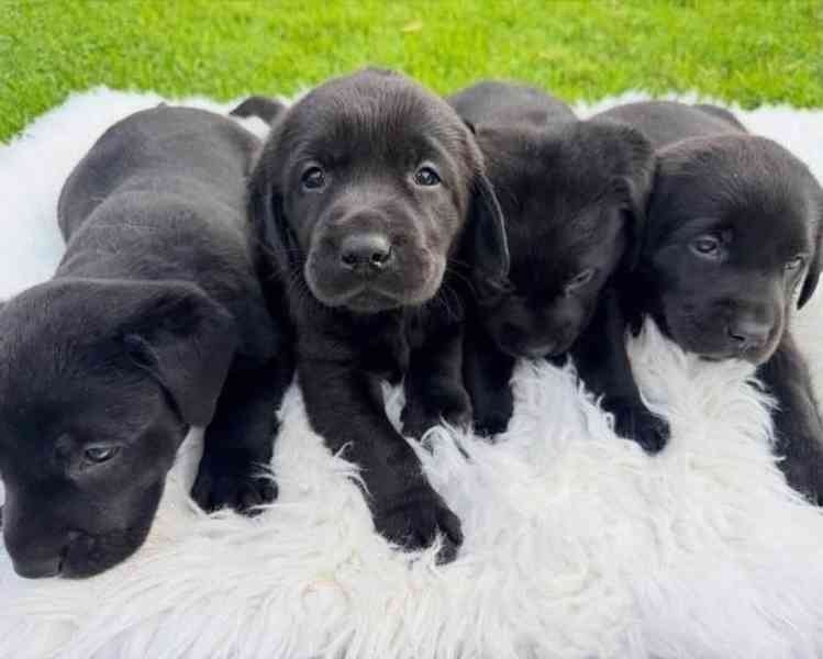 labradorský retrívr na prodej - foto 2