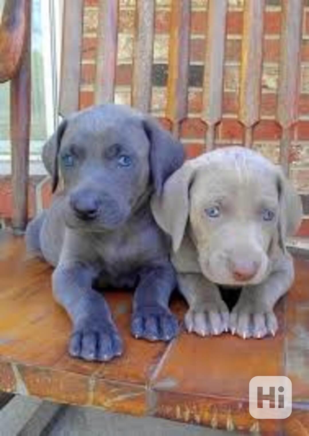 Dvě štěňata výmarských ohařů potřebují novou rodinu Nádherná - foto 1