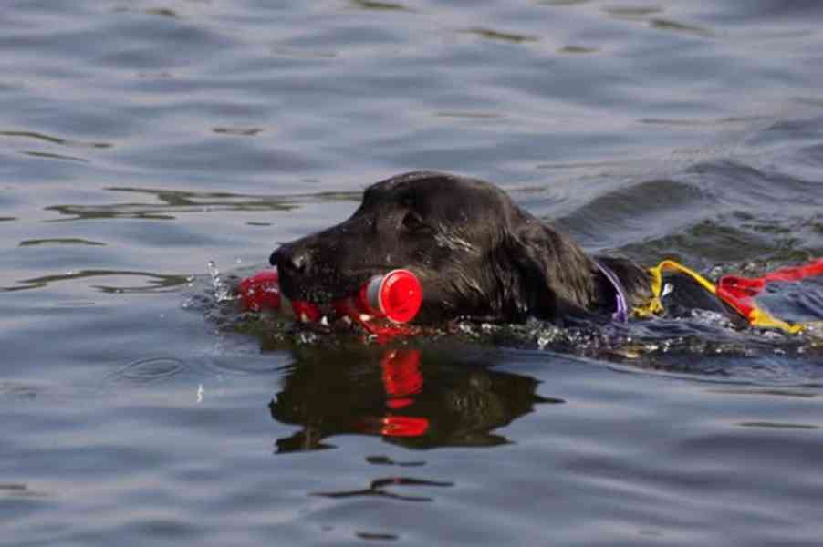 FLAT COATED RETRIEVER - CHS YnnaBBlack - černá štěňátka - foto 3