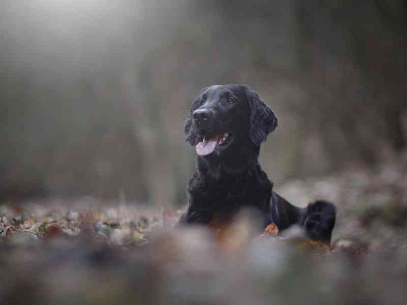 FLAT COATED RETRIEVER - CHS YnnaBBlack - černá štěňátka - foto 2