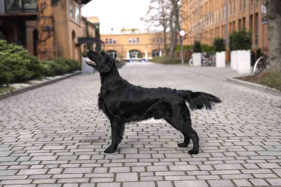 FLAT COATED RETRIEVER - CHS YnnaBBlack - černá štěňátka - foto 6