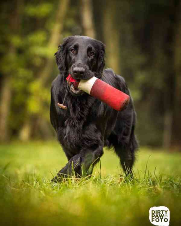 FLAT COATED RETRIEVER - CHS YnnaBBlack - černá štěňátka - foto 5