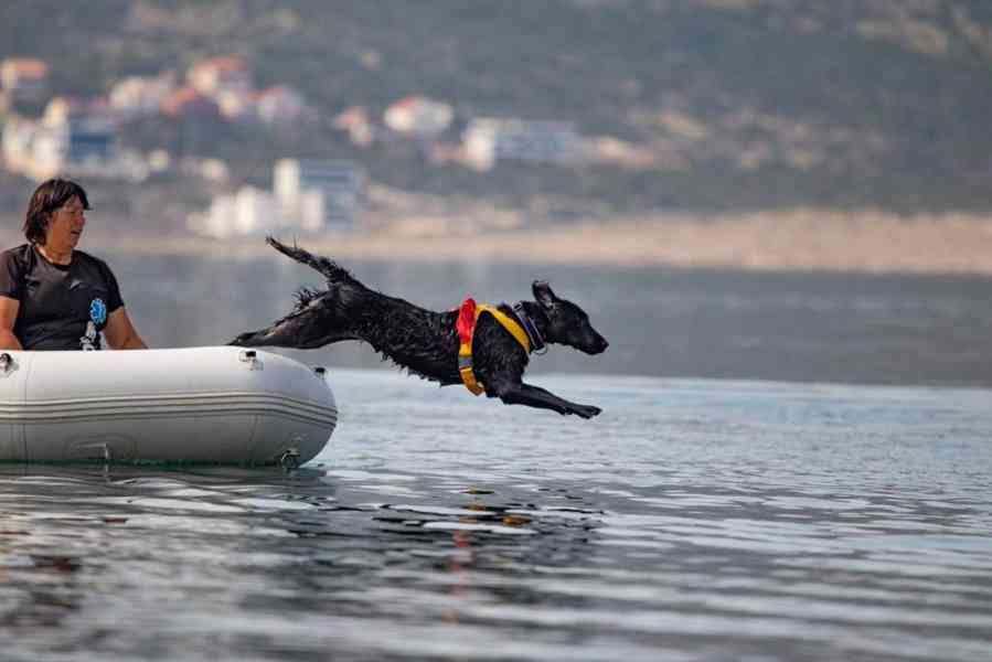 FLAT COATED RETRIEVER - CHS YnnaBBlack - černá štěňátka - foto 4