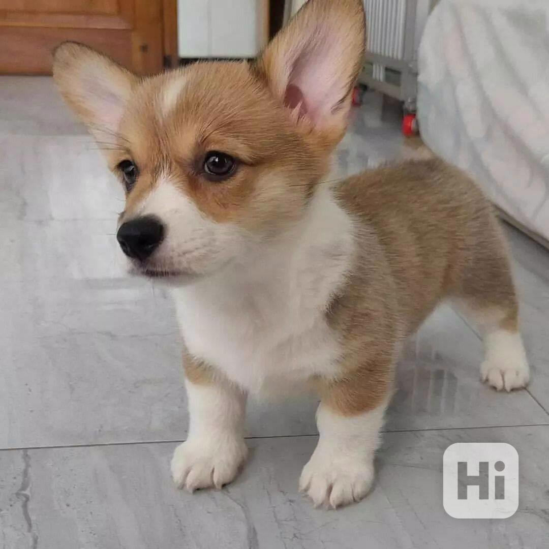   Dárek štěně welsh corgi k adopci zdarma   - foto 1
