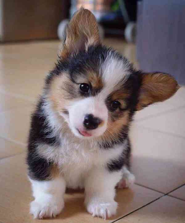   Dárek štěně welsh corgi k adopci zdarma   - foto 3
