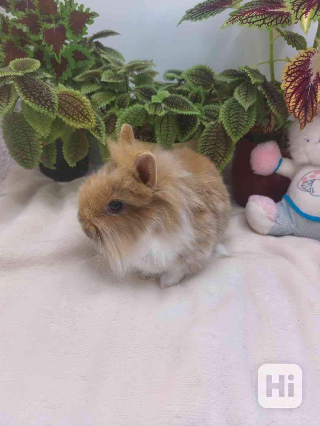 Zakrslý králík - lvíček - foto 1