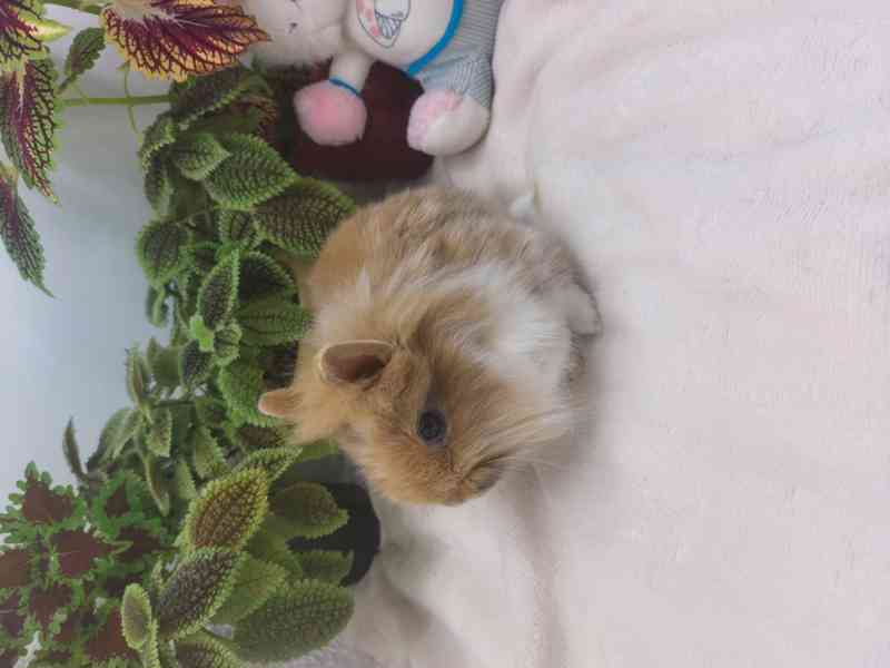 Zakrslý králík - lvíček - foto 1