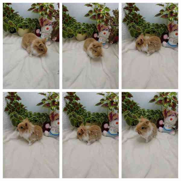 Zakrslý králík - lvíček - foto 2