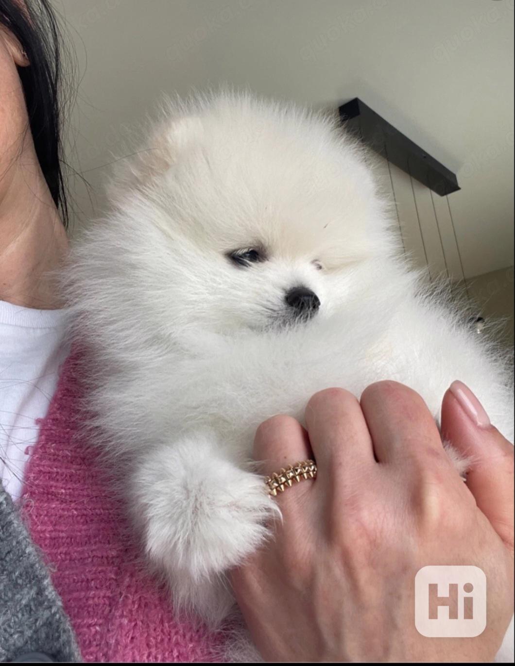 Štěňata čistokrevného pomeraniana k dispozici - foto 1