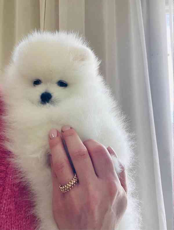 Štěňata čistokrevného pomeraniana k dispozici - foto 5