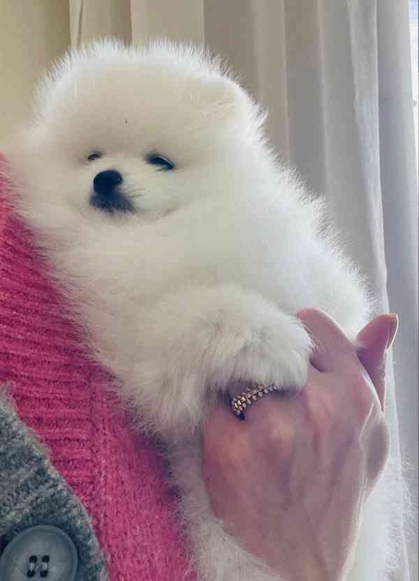 Štěňata čistokrevného pomeraniana k dispozici - foto 3