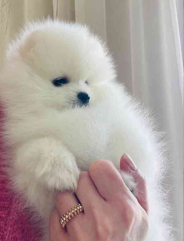 Štěňata čistokrevného pomeraniana k dispozici - foto 2