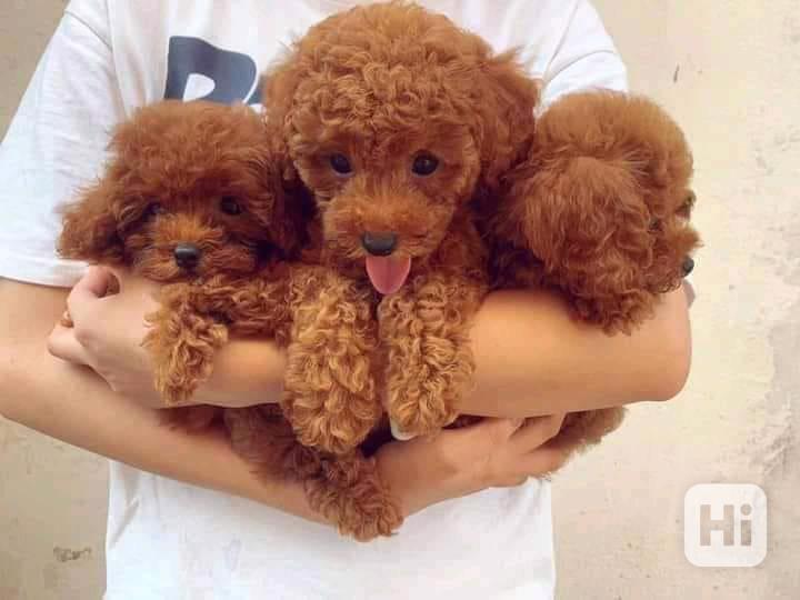 Štěňata pudlů připravená do nového domova, rodokmen FCI/ZKwP - foto 1